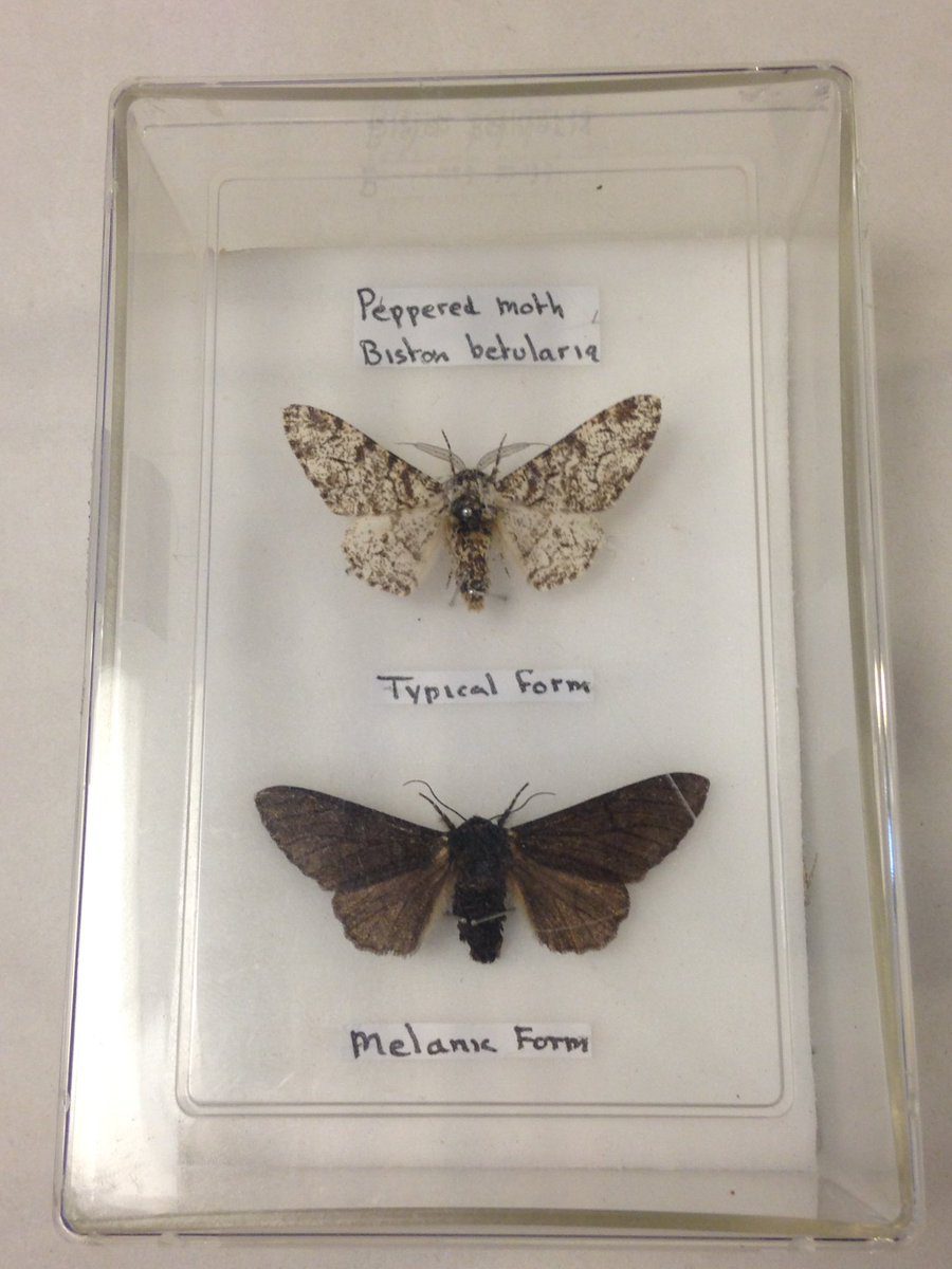 Darwin’s evolution proved – in Manchester | Manchester Tours